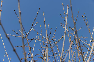 catalpa bignoniform tree in sunny weather in early spring