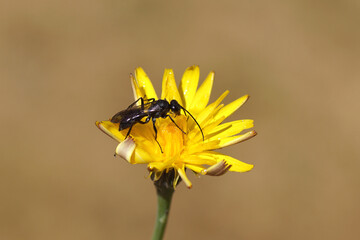 Closeup of a black spider wasp Auplopus carbonarius, family Pompilidae. On a flower of catsear, flatweed (Hypochaeris radicata). Family Asteraceae. June, Dutch garden