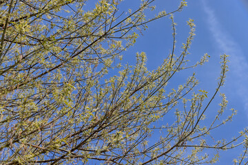 the green foliage of the ash tree in the spring season