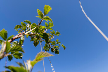 a young currant shrub with green foliage and flowers