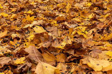 Orange maple foliage lies on the ground