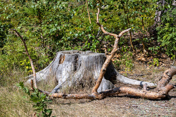 An old dried tree stump in the summer