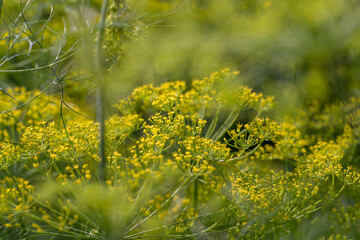 Growing green dill in the field, growing green dill for use as spices