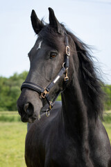Friese