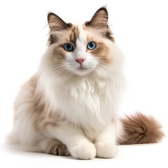 Fototapeta premium Ragdoll cat cat isolated on white background. Generative AI