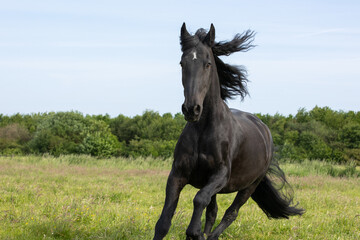 Friese