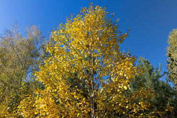 Naklejka premium Birch grove with tall birch trees in autumn