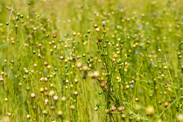an agricultural field where flax is grown, the cultivation of flax