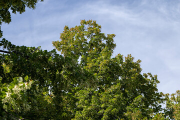 High linden tree in summer