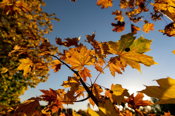 Maple tree during the autumn season