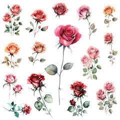 15 Rosen Aquarell Zeichnungen Transparent Vektor Grafik | Roses Watercolor Drawings Isolated Vector Graphics