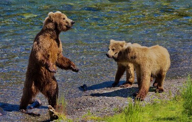 Alaskan Brown  Bears Lake Clark Alaska.