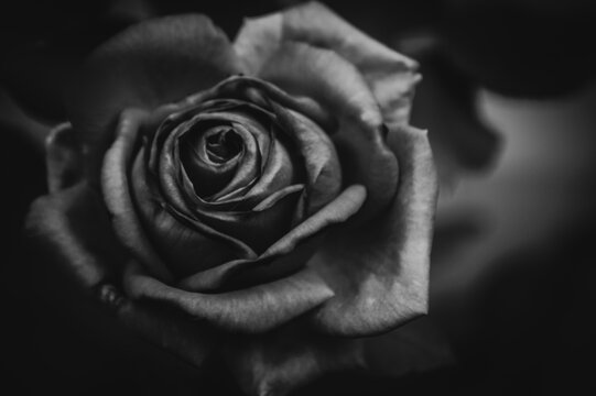 beautiful romantic rose monochrome black and white background wallpaper