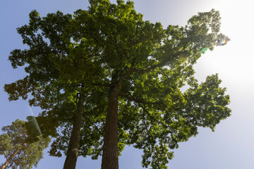 Forest with different trees in summer