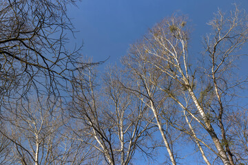 birch tree without foliage in the spring season