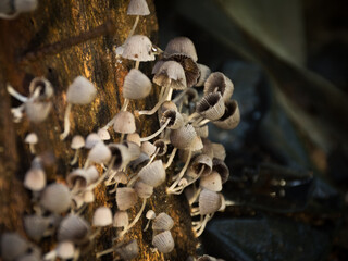 mushrooms in the forest
