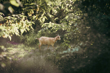 Serene Stroll: A Lone Goat Wandering Through a Sunlit Forest Glade