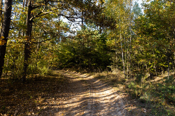 Obraz premium A road for cars in an autumn forest with trees
