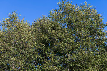 Autumn nature with trees during the fall of colorful foliage
