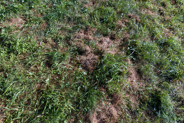 field with grass for harvesting fodder for cows