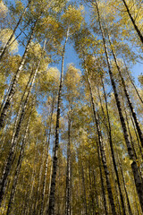 Fototapeta premium Autumn forest with a large number of birch trees