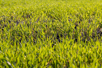 Green grass with a lot of damage and defects