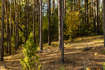 Autumn forest with trees during leaf fall