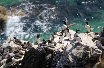 Group or Bazaar of Guillemots "Uria aalge" on steep rocks beside waters of Atlantic Ocean. Seabird Colony sunny summer day. Saltee Islands, Wexford, Ireland