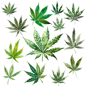 13 Hanfbl&auml;tter Aquarell Zeichnungen Vektor Grafik | Cannabis Leaves Watercolor Drawings Vector Graphic
