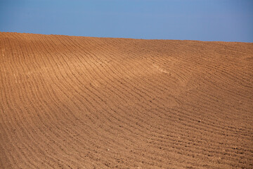  Row plowed field with cereals sown or prepared field for planting.