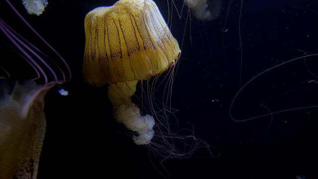 4K HD video of Sea Nettles, Chrysaora fuscescens, a common free-floating scyphozoan that lives in the East Pacific Ocean from Canada to Mexico
