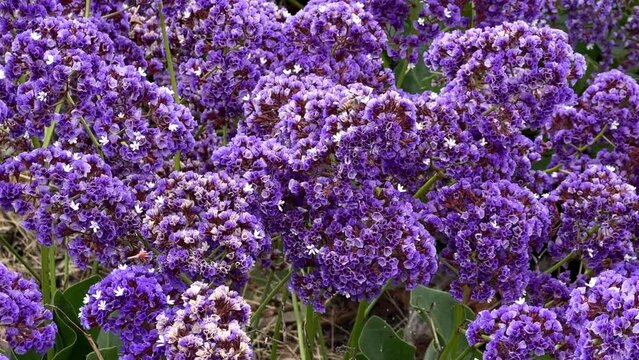 4K HD video of honey bee collecting pollen from purple and white Limonium Perezii (Statice Perezii) Sea Lavender flowers
