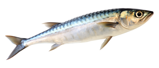 Mackerel fish isolated - Generative AI