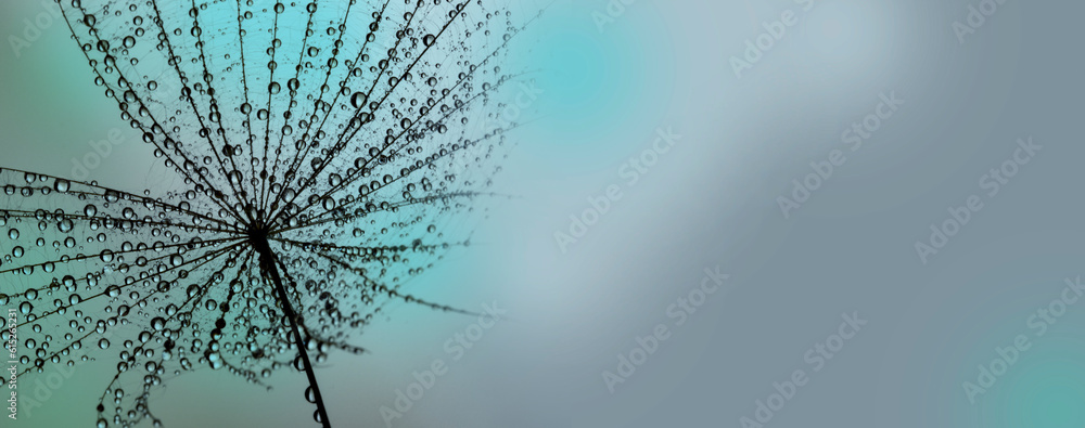 Sticker flower fluff , dandelion seed with dew dops - beautiful macro photography with abstract bokeh backgr