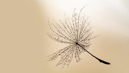 flower fluff , dandelion seed with dew dops - beautiful macro photography with abstract bokeh background