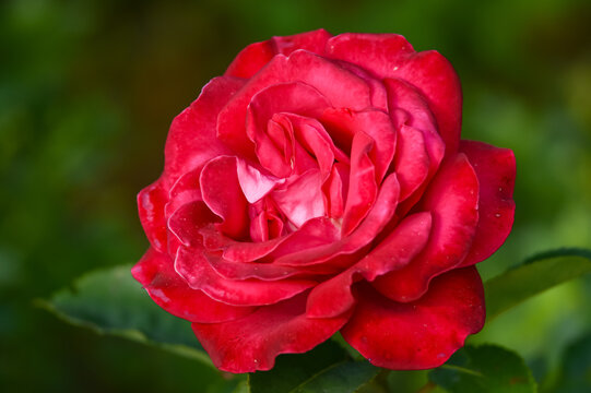 a red rose in garden