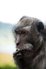 Fototapeta premium Mono Bali. Monkey Bali
