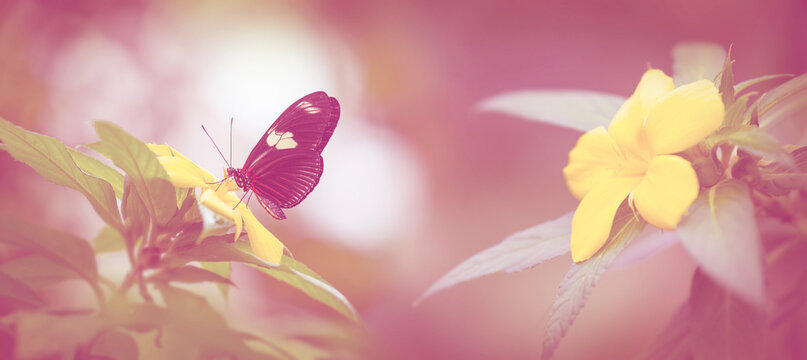 Butterfly Heliconius Hacale zuleika in a rainforest