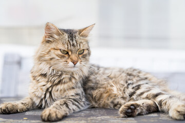 beautiful wild cat sleeps, sleep and rest animals