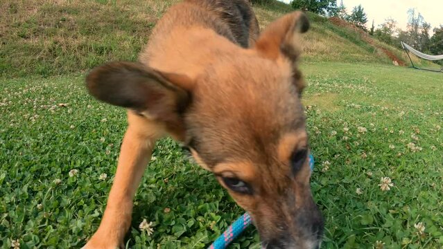 POV, CLOSE UP: Lively puppy runs and jumps around on lawn while pulling a rope. Owner bonding with adorable young mixed breed pup while playing tug of war. Cute brown doggy at playtime in backyard.