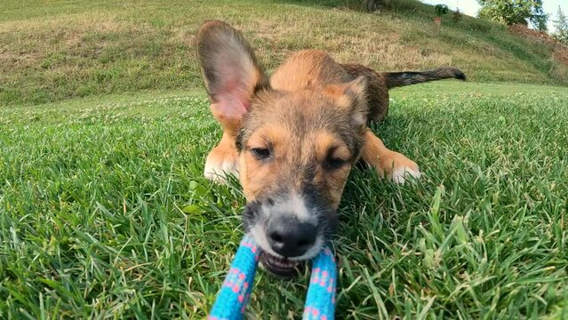 POV, CLOSE UP: Cute mixed breed puppy bonding with owner in a game of tug of war. Lively young doggy pulling and grabbing rope during play. Energetic and adorable doggy at playtime in green garden.