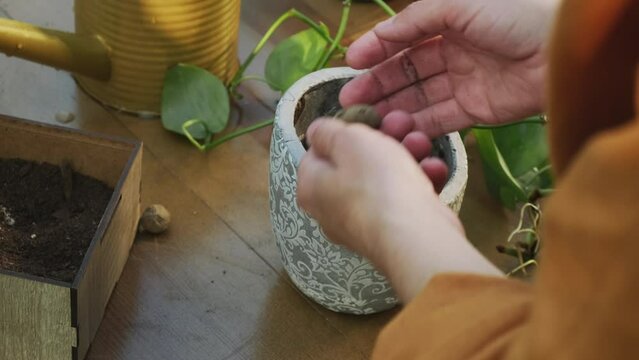 Summer gardening. Woman re-potting plant in back yard garden.