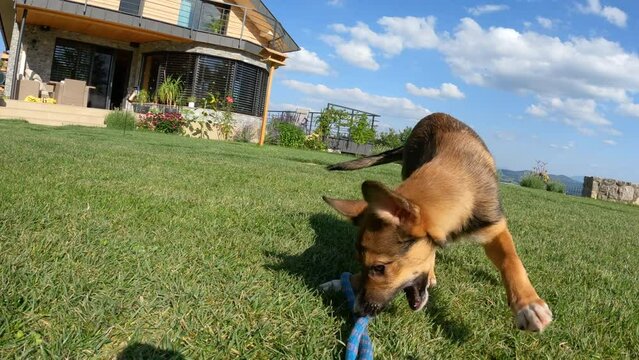 POV: Owner holding blue rope and playing with energetic brown puppy in garden. Lively doggy runs and jumps around on lawn while pulling a rope. Adorable mixed breed dog at playtime in sunny backyard.