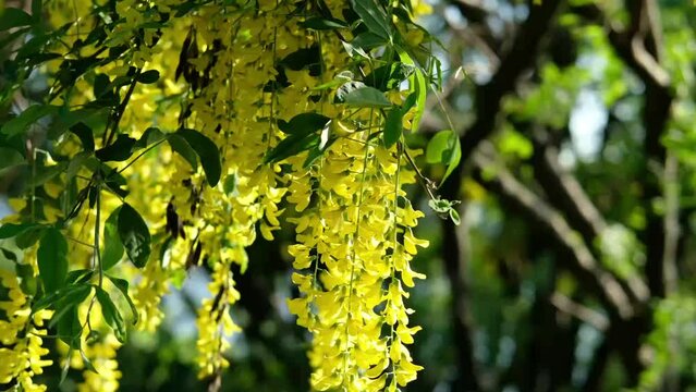 Blossoms Laburnum anagyroides Golden chain or Golden rain. Yellow flowers swag down on the tree with green leaves, Nature floral background. Bright yellow flowers background on a spring day