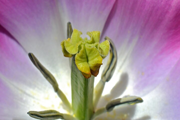 Closeup of light green stigma attached to pistil. It traps the pollen so it can travel through the...