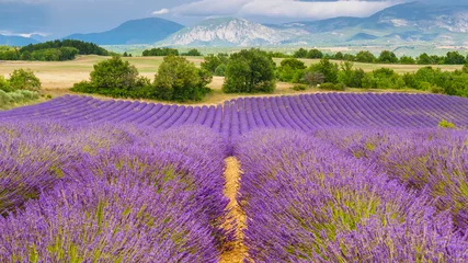 Poster Provence landscape with lavender fields, France © Voyagerix