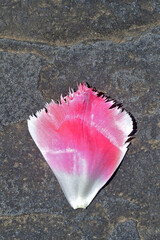 Fringed tulip petal on rock walkway 