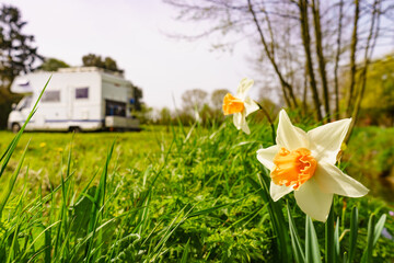 Daffodil spring flower and caravan in the distance