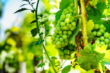 Green vine grapes on tree © Voyagerix