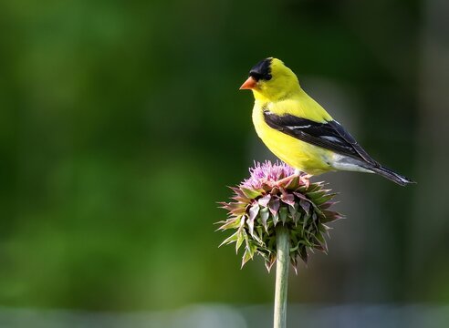 Goldfinch on a Thistle Plant